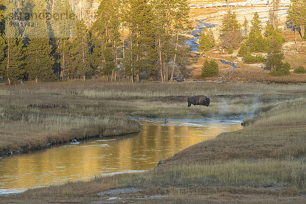 Vereinigte Staaten von Amerika USA Nationalpark Amerika Landschaft Tier Säugetier Natur Yellowstone Nationalpark UNESCO-Welterbe Rocky Mountains Amerikanischer Bison Bison grasen Wildtier Wyoming