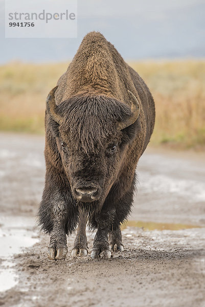 Vereinigte Staaten von Amerika USA Bulle Stier Stiere Bullen Nationalpark Amerika Tier Büffel Yellowstone Nationalpark UNESCO-Welterbe Rocky Mountains Amerikanischer Bison Bison Wildtier Wyoming