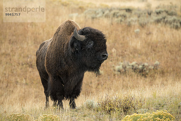 Vereinigte Staaten von Amerika USA Nationalpark Amerika Tier Säugetier Yellowstone Nationalpark UNESCO-Welterbe Rocky Mountains Amerikanischer Bison Bison Wildtier Wyoming