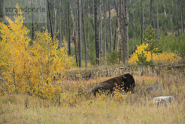 Vereinigte Staaten von Amerika USA Bulle Stier Stiere Bullen Amerika Herde Herdentier Natur Herbst Büffel UNESCO-Welterbe Rocky Mountains Yellowstone Nationalpark Laub Wildtier Wyoming