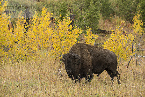 Vereinigte Staaten von Amerika USA Bulle Stier Stiere Bullen Amerika Herde Herdentier Natur Herbst amerikanisch Büffel UNESCO-Welterbe Rocky Mountains Yellowstone Nationalpark Laub Wildtier Wyoming