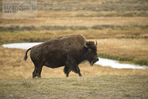 Vereinigte Staaten von Amerika USA Hausrind Hausrinder Kuh Nationalpark Amerika Tier Säugetier Yellowstone Nationalpark UNESCO-Welterbe Rocky Mountains Bison Hayden Valley Wildtier Wyoming
