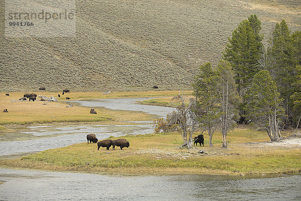 Vereinigte Staaten von Amerika USA Nationalpark Amerika Landschaft Tier Fluss Yellowstone Nationalpark UNESCO-Welterbe Rocky Mountains Bison Hayden Valley Wildtier Wyoming