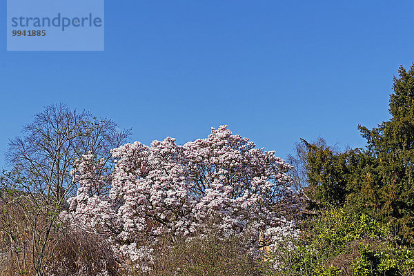Mandelbaum Prunus dulcis Europa Blume Baum blühen Deutschland Neustadt Rheinland-Pfalz