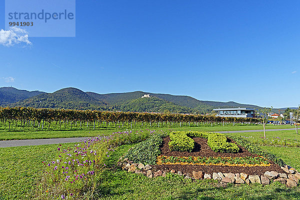 Blumenbeet Panorama Landschaftlich schön landschaftlich reizvoll Sehenswürdigkeit Europa Berg Blume Palast Schloß Schlösser Wein Baum Gebäude Straße Geschichte Pflanze Deutschland Maikammer Tourismus Reben Rheinland-Pfalz