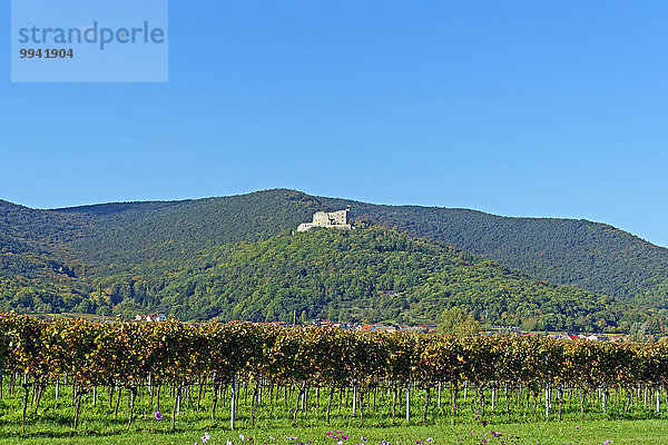 Panorama Landschaftlich schön landschaftlich reizvoll Sehenswürdigkeit Europa Berg Palast Schloß Schlösser Wein Baum Gebäude Straße Geschichte Pflanze Deutschland Maikammer Tourismus Reben Rheinland-Pfalz