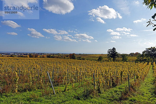 Panorama Landschaftlich schön landschaftlich reizvoll Sehenswürdigkeit Europa Wein Baum Straße Pflanze Burrweiler Deutschland Tourismus Reben Rheinland-Pfalz