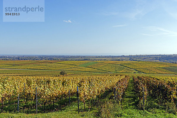 Panorama Landschaftlich schön landschaftlich reizvoll Sehenswürdigkeit Europa Wein Baum Pflanze Deutschland Tourismus Reben Rheinland-Pfalz