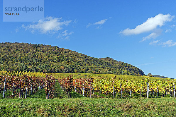 Panorama Landschaftlich schön landschaftlich reizvoll Sehenswürdigkeit Europa Berg Wein Baum Pflanze Deutschland Tourismus Reben Rheinland-Pfalz