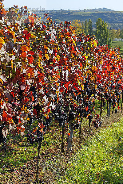 Detail Details Ausschnitt Ausschnitte Europa Berg Wein Frucht Pflanze Weintraube blau Deutschland Reben Rheinland-Pfalz