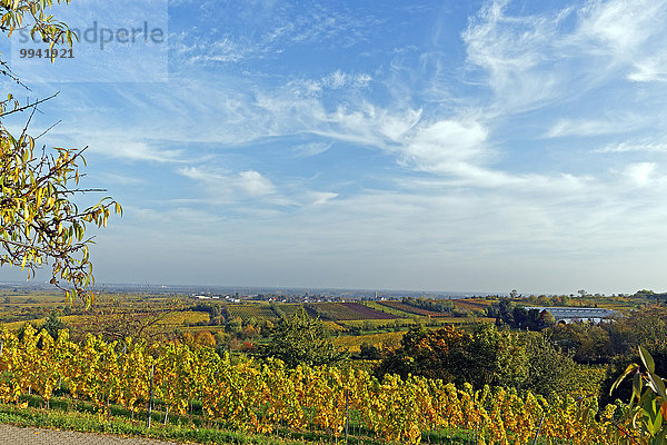 Panorama Landschaftlich schön landschaftlich reizvoll Europa Berg Baum Pflanze Deutschland Gimmeldingen Reben Rheinland-Pfalz