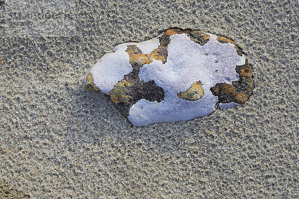 Makroaufnahme Detail Details Ausschnitt Ausschnitte Muster Europa Stein Konzept Küste Abstraktion Hintergrund Sand Deutschland Helgoland Schnittmuster