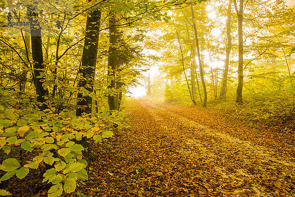 Europa Baum Herbst Rotbuche Fagus sylvatica Deutschland Weg