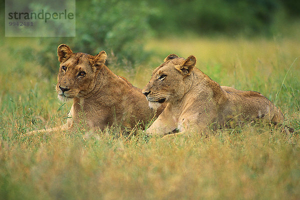 Südliches Afrika Südafrika Nationalpark Löwe Panthera leo Tier Säugetier Katze Raubtier Afrika Löwin