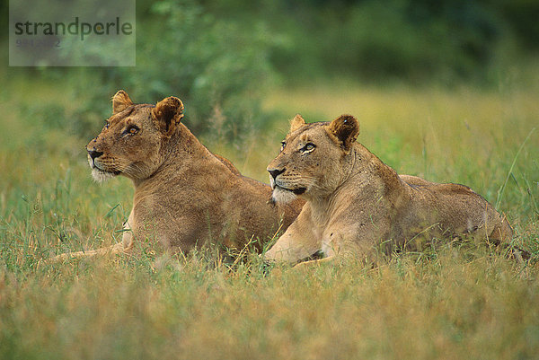 Südliches Afrika Südafrika Nationalpark Löwe Panthera leo Tier Säugetier Katze Raubtier Afrika Löwin