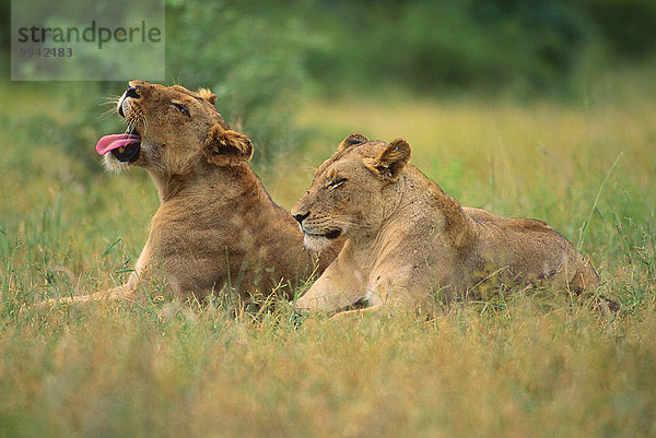 Südliches Afrika Südafrika Nationalpark Löwe Panthera leo Tier Säugetier Katze Raubtier Afrika Löwin