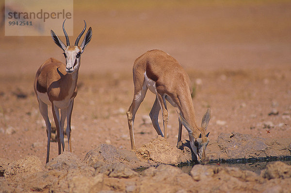 Südliches Afrika Südafrika Springbock Antidorcas marsupialis Nationalpark Tier Säugetier trinken Antilope Hornträger Bovidae