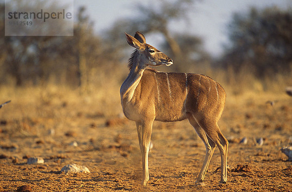 Südliches Afrika Südafrika Kudu Tragelaphus strepsiceros Hausrind Hausrinder Kuh Tier Säugetier Namibia weibliches Tier weibliche Tiere weiblich Antilope Hornträger Bovidae Kuh