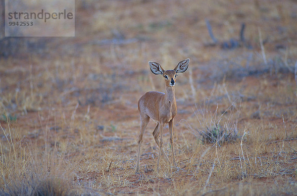 Südliches Afrika Südafrika Nationalpark Tier Säugetier Antilope Hornträger Bovidae