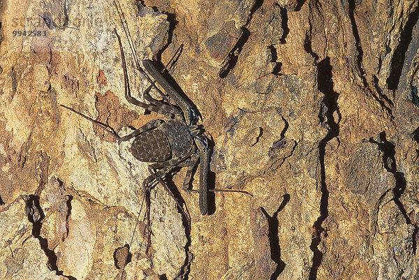 Tier Spinne Sri Lanka