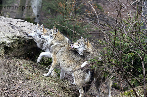 Grauwolf Canis lupus pambasileus Kälte Wolf Canis lupus Winter Hund Raubtier Europäischer Wolf Frost Schnee