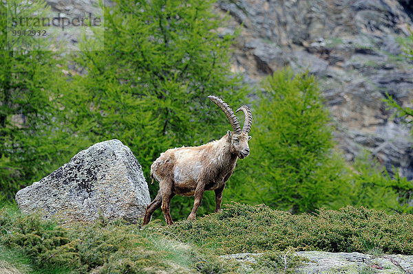 Steinbock Capra ibex Berg Tier Wildtier Steinbock - Sternzeichen Hornträger Bovidae Deutschland