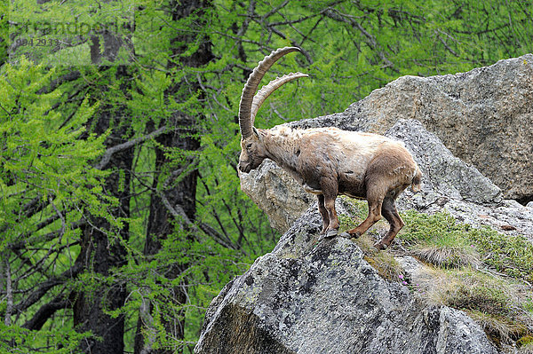 Steinbock Capra ibex Berg Tier Wildtier Steinbock - Sternzeichen Hornträger Bovidae Deutschland