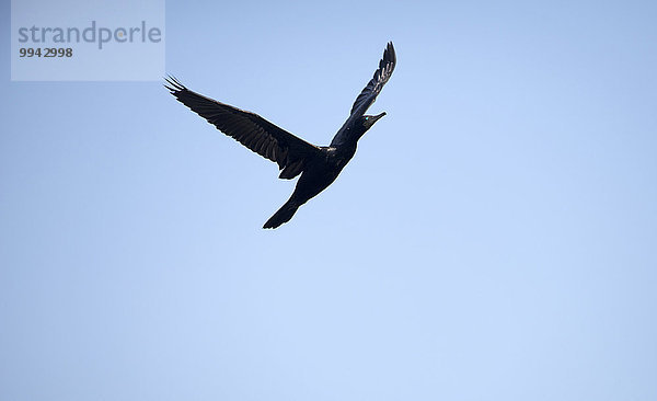 fliegen fliegt fliegend Flug Flüge Vogel Kormoran Thailand