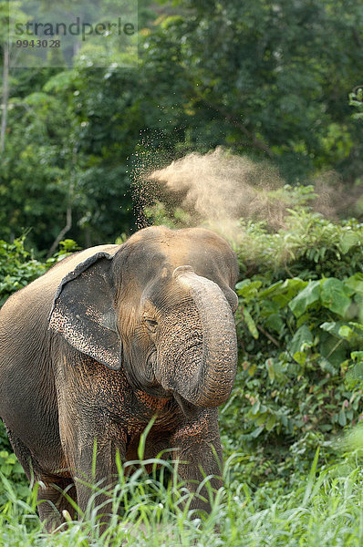 Indischer Elefant Elephas maximus Asiatische Elefanten Hochformat Tier Säugetier Elefant Thailand
