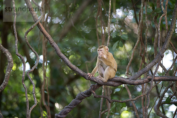 Säugetier Schwanz Tierschwanz Makak Affe Thailand