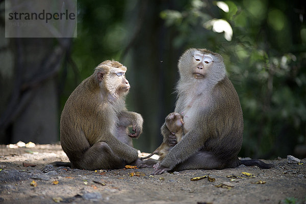 Zuneigung Säugetier jung Schwanz Tierschwanz Baby Makak Affe Thailand