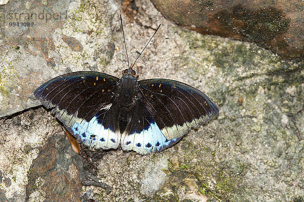 Schmetterling Insekt Thailand