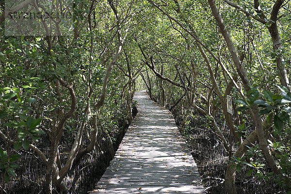 folgen Schutz Landschaft Weg Natur Asien Mangrove Thailand Tourismus