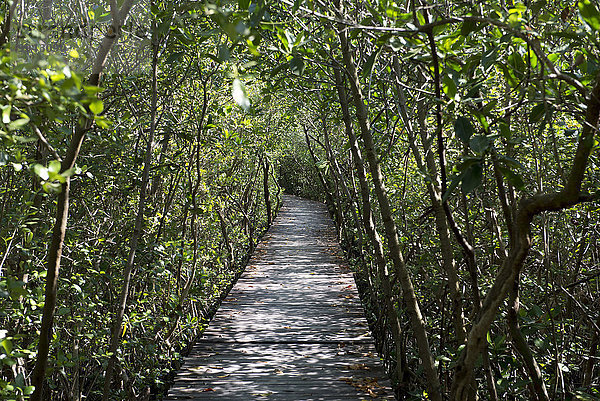 folgen Schutz Landschaft Weg Natur Asien Mangrove Thailand Tourismus