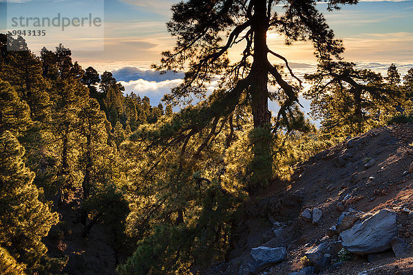 Nationalpark Europa Morgen Nebel Kiefer Pinus sylvestris Kiefern Föhren Pinie Kanaren Kanarische Inseln La Palma Stimmung Spanien