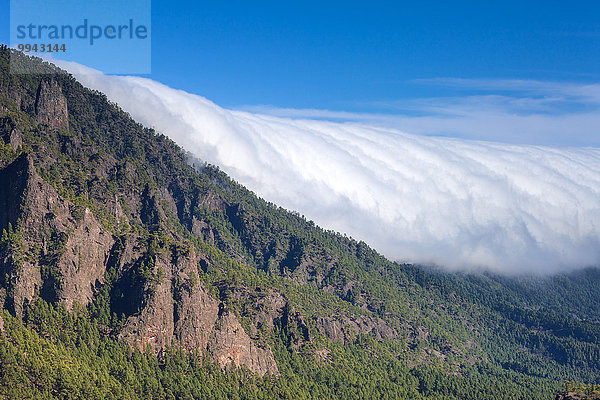 Felsbrocken Europa Steilküste Wald Nebel Holz Kanaren Kanarische Inseln La Palma Spanien