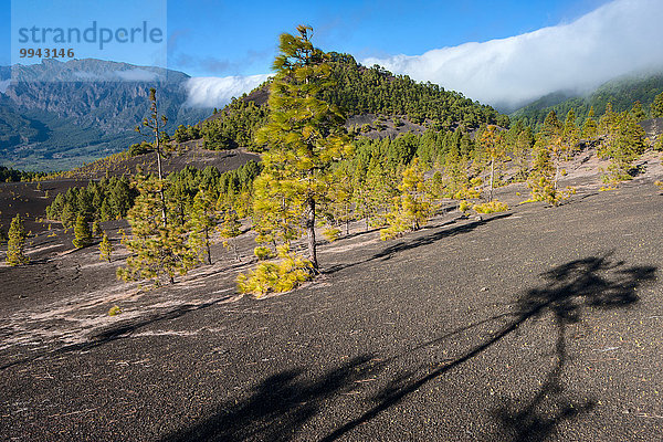 Europa Baum Nebel Kiefer Pinus sylvestris Kiefern Föhren Pinie Kanaren Kanarische Inseln La Palma Spanien