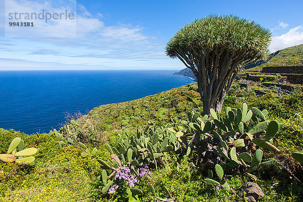 Drachenbaum dracaena Europa Küste Meer Kaktus Kanaren Kanarische Inseln La Palma Spanien