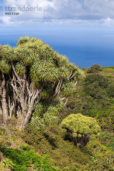 Europa Baum Küste Meer Kanaren Kanarische Inseln La Palma Spanien