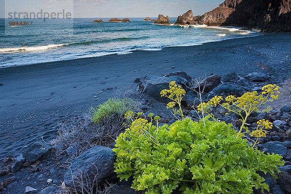 Felsbrocken Europa Steilküste Küste Meer Pflanze Kanaren Kanarische Inseln La Palma Spanien