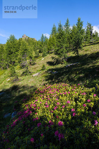 Europa Baum Lärche Schweiz