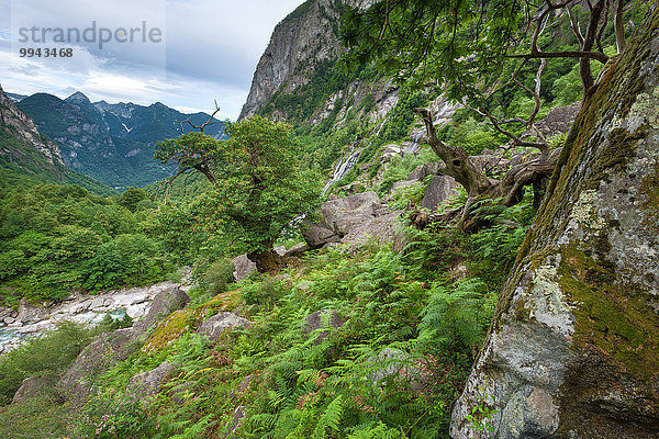 Felsbrocken Europa Steilküste Wald Holz Schweiz
