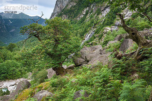 Felsbrocken Europa Steilküste Wald Holz Schweiz