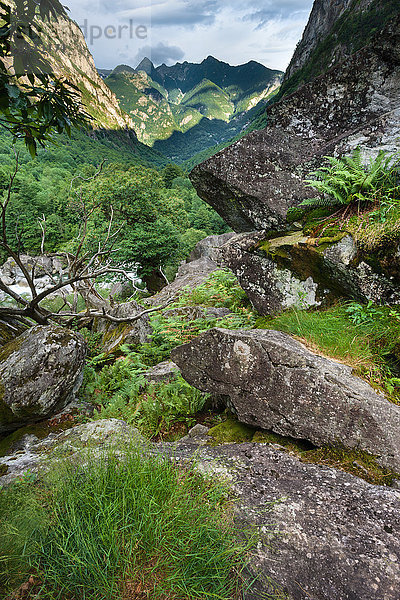 Felsbrocken Europa Steilküste Wald Holz Schweiz