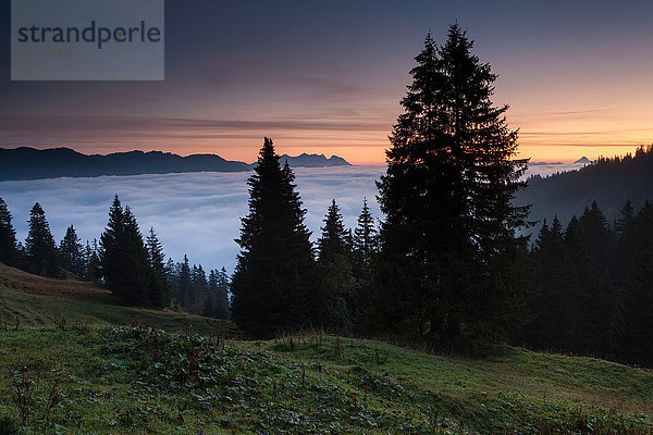 Europa Morgen Wald Holz Ansicht Fichte Stimmung Schweiz Nebelmeer