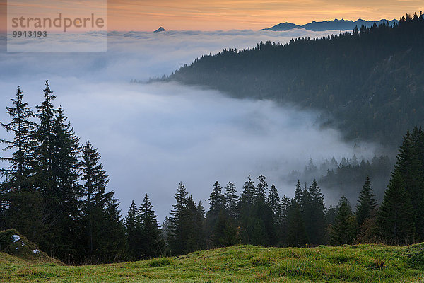 Europa Morgen Wald Holz Ansicht Fichte Stimmung Schweiz Nebelmeer