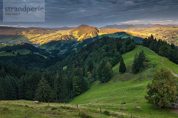 Europa Wald Holz Ansicht Fichte Morgendämmerung Schweiz Morgenlicht