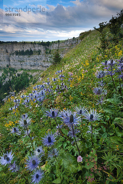 Felsbrocken Europa Blume Kanton Neuchatel Schweiz