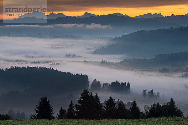 Laubwald Europa Morgen Landschaft Wald Nebel Sumpf Stimmung Moor Schweiz