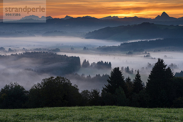 Laubwald Europa Morgen Landschaft Wald Nebel Sumpf Stimmung Moor Schweiz